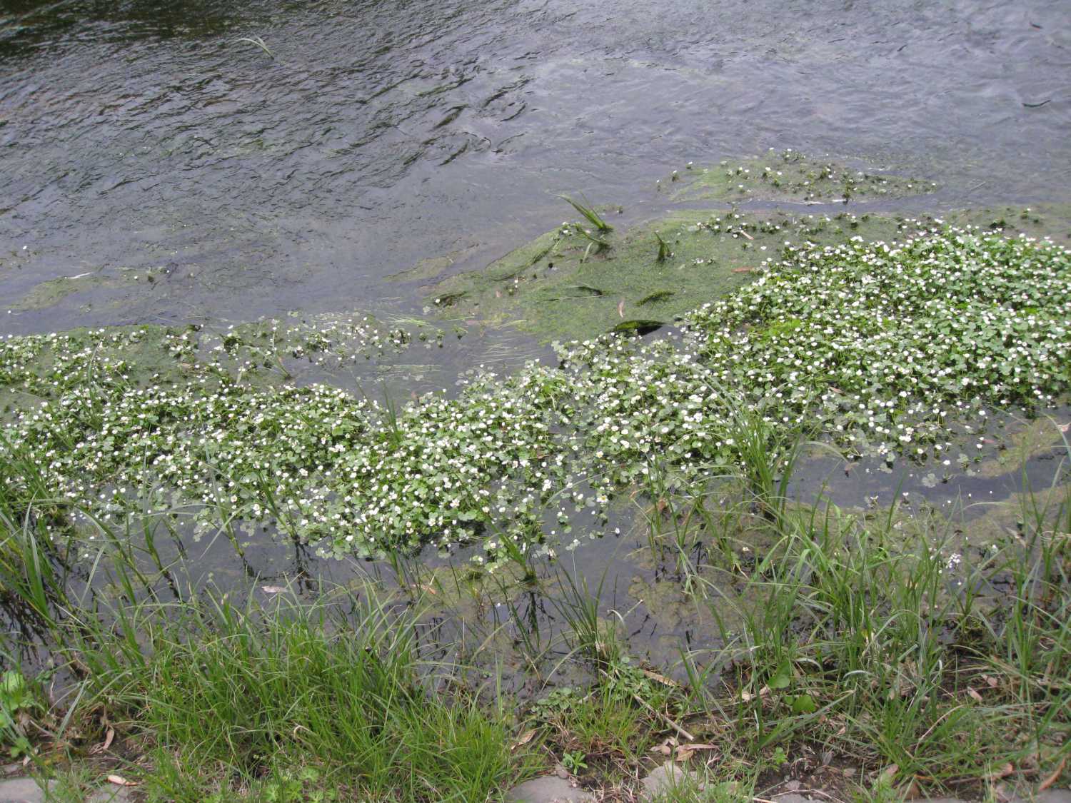 Ranunculus aquatilis